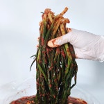 쪽파김치 맛있는 파김치 5kg 수입 중국산 업소용 : 백억푸드웨이