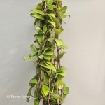 플랜츠영 수입호야 대품 카노사 호야 꽃이피는 카노사 55-80cm 169 : 플랜츠 영