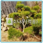 소나무 묘목 적송 키120cm : 경동농원