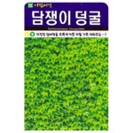 아람 담쟁이 덩굴 씨앗 500립 : 톺TOP