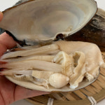최선장 제철 코끼리조개 왕우럭조개 1kg 특 대왕조개 샤브샤브 : 일등푸드