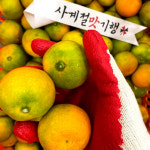 제주도 3대 감귤 농장 노지 조생 감귤 선물용 2.5kg 4.5kg 9kg : 사계절 맛기행
