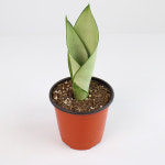 문샤인 문라이트 산세베리아 소품모종 관엽분갈이 공기정화식물 키우기쉬운 반려식물 : 고은화분