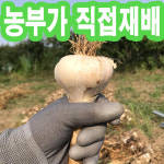 농장직송]홍산마늘 육쪽마늘 대서마늘 장아찌마늘 : 기쁨뜨락농장