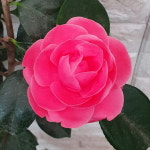 동백나무 핑크겹동백58 : 샬롬꽃농원