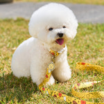 누우띠 컬러풀 미피 강아지 리드줄 1.8m 옐로우 애견 산책줄 소형견 중형견 산책용품 리쉬 : PICKYSHOP 피키샵