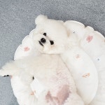 오블리펫 강아지 고양이 아이스 쿨방석 쿠션 아이보리 L : 오블리펫