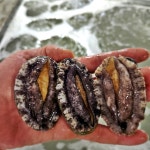 전복 완도산 1kg 참전복 최상급 활전복 실속형 선물용 보양식 몸보신 복날 : 자연제철식탁