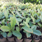 심산함소화(1주) : 농업회사법인 주 플랜넷