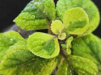 무늬스웨디시 아이비 + 아크릴 화분 SET (사진동일배송), 마당 : 소원마당