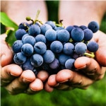 머루 포도 캔디 솜사탕 캠벨 포도 품종 종류 2kg : 헬스메디칼