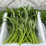 청년농장 모닝글로리 공심채 나물 동남아채소 1kg : 청년 농장