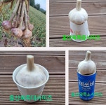 26년 햇마늘 서산홍산육쪽마늘 유황저장밭마늘  반접 : 태안농산물 다참