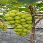 샤인머스켓 샤인 머스크 씨없는 포도 애플 포도 청포도 2kg : 헬스메디칼