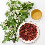 신선약초 국산 산사 300g / 산사나무열매,산사자,아가위 : 신선약초
