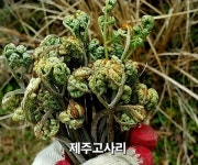 24년 고사리 제주도 건고사리 햇고사리 200g 국내산 자연산 건나물 말린 고사리효능 : HANS P.A.M