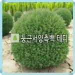 둥근측백나무 묘목 테디 키30cm : 경동농원