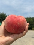 경산 백도 황도 여름복숭아 가을복숭아 로얄과 선물용 말랑이복숭아 아삭이복숭아 물복 딱복 : 몽폴농장