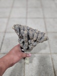 [진주네] 유포르비아 귈라우미아나 (Euphorbia guillauminiana)_1 : 진주네 쥬빠플랜트 쥬인장