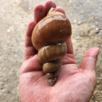 백골뱅이탕 생 골뱅이 동해안 백고동 골뱅이 철 백골뱅이 제철 생물 활고동 : 뚱보수산