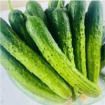 노지 배방 오이 조선 다다기 취청 청 가시 오이지 오이 : 헬스메디칼