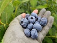 생 블루베리 1kg 국산 무농약 생과 국내산 1키로 친환경 산지직송 : 보라마켓boramarket