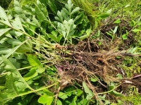 건조 연삼 1kg 국산 자연산 : 횡성야생약초