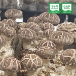 무농약 자연산 송이향 생표고버섯 500g 1kg 파지 못난이 육수용 건표고 슬라이스 : 송이향표고농장