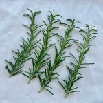 허브 로즈마리 로즈메리 스머지스틱 rosemary : 그리니지구 제로웨이스트샵