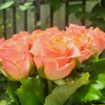 [DAVAL X 캐치리빙] 풍성하고 아름다운 수입 장미 한단 (10송 내외) : DAVAL