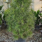 금송 조경수350 : 샬롬꽃농원