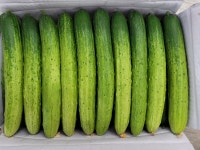 야채이야기 아삭아삭한 백오이 백다다기오이 2개 오이소박이용 오이지용 : 야채이야기