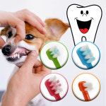 강아지스케일링 노견스켈링 고양이스케일링 노령견 대형견 소형견칫솔 새끼강아지양치질 이빨닦기 : 순진스토어