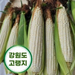 고랭지 강원도 옥수수 맛있는 미백 찰옥수수 쫀득한 식감 횡성 둔내 농장직송 : 파머스몰