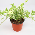 무늬아이비 소품모종 하트흰별 관엽분갈이 공기정화식물 키우기쉬운 반려식물 플랜테리어 : 고은화분