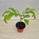 아카시아/타마린드 : 마른꽃