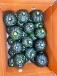 제주 농장 미니 제철 단호박 밤호박 보우짱 1-9kg 2-35과 고당도 밤맛 산지빅송 : 보비안