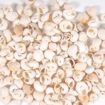 조개껍질 조개껍데기 백색고둥 90g 통포장 소라 고둥 만들기 꾸미기 공예 재료 : 아트타운
