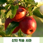 경북 의성 사과 유명한곳 가정용 선물용 홍옥 부사 사과낙과 : 농장친구79