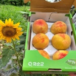 화순 능주에서 배송 아침에 따서 보내는 딱딱한 아삭아삭이 딱딱이 털복숭아 4kg/2kg : 한천댁농장