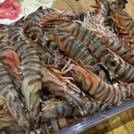 오도리새우 보리새우 활 자연산 : 맛청년농수산