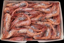 냉동새우 횟감용새우 북쪽분홍새우 북방도화새우 단새우 비자숙아마에비 60-80미 1kg : 디딤씨푸드