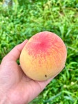못난이복숭아 3kg 황도 백도 : 별마루농원