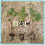 잣나무 묘목 키120cm : 경동농원