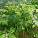 국내산 신선초 700g x 2봉 4봉 녹즙용 명일엽 : 춘식이네농장