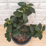 매향 겹 동백나무48 : 샬롬꽃농원