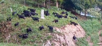 깊은산골 자연방목 산약초 먹고자란 흑염소진액 청하웰빙 엑기스 즙 기력회복 목장방문120ml : 청하웰빙식품