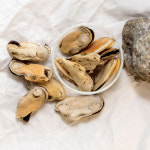 수수펫푸드 동결건조 그린 홍합 40g : 펫츠홈 스토어