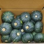 제주 제철 미니 단호박 밤호박 보우짱 1.5kg 2.5kg 4.5kg : 별숲농장