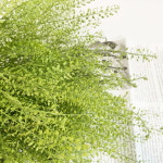 냉이초 그린소재 생화택배 꽃배달 싼곳 양재꽃시장 꽃배송 : 오후의 꽃